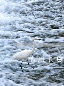 信用卡贷款 网贷逾期